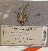 Cladonia ramulosa image