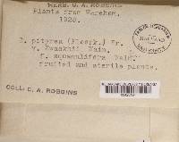 Cladonia ramulosa image