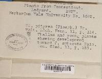 Cladonia ramulosa image