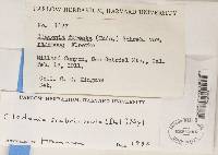 Cladonia scabriuscula image