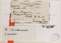 Cladonia scabriuscula image