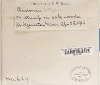 Cladonia ramulosa image