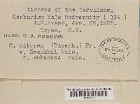 Cladonia ramulosa image