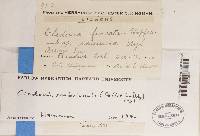 Cladonia scabriuscula image