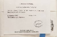 Cladonia scabriuscula image