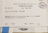 Cladonia scabriuscula image