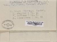 Cladonia grayi image