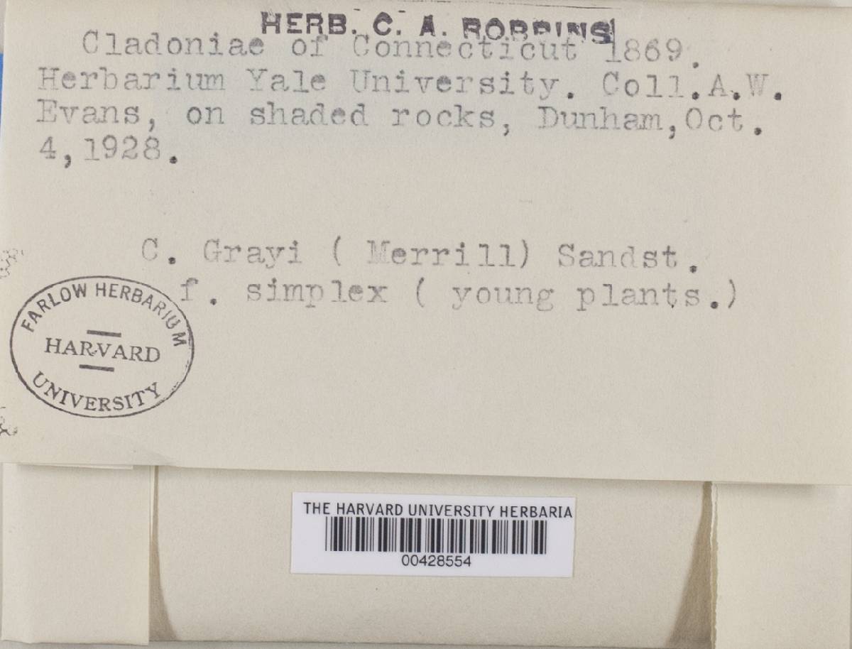 Cladonia grayi image