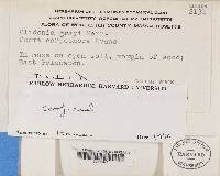 Cladonia grayi image