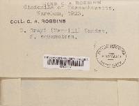 Cladonia grayi image