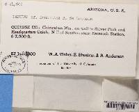 Lecidea subaglaea image