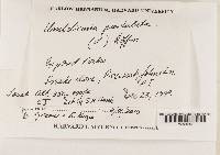 Lasallia papulosa image