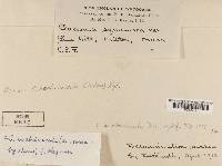 Cladonia scabriuscula image