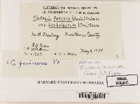 Cladonia scabriuscula image