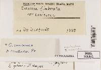 Cladonia ochrochlora image