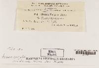 Lecania naegelii image