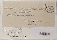 Fuscopannaria thiersii image