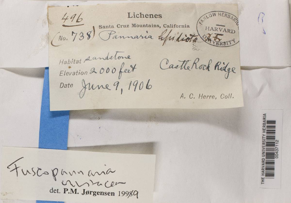 Fuscopannaria crustacea image