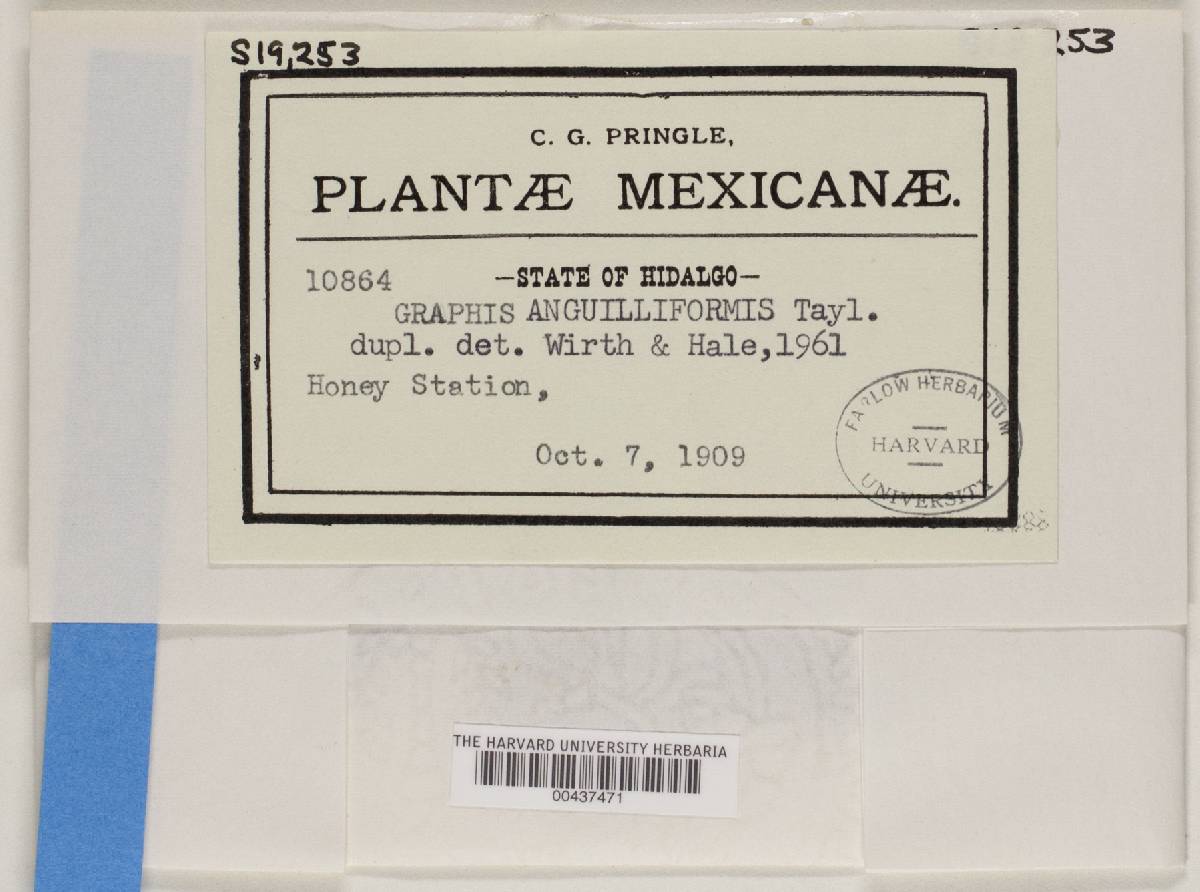 Graphis anguilliformis image