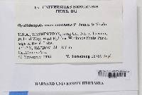 Media resource of Gyalideopsis anastomosans