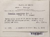 Flavopunctelia praesignis image