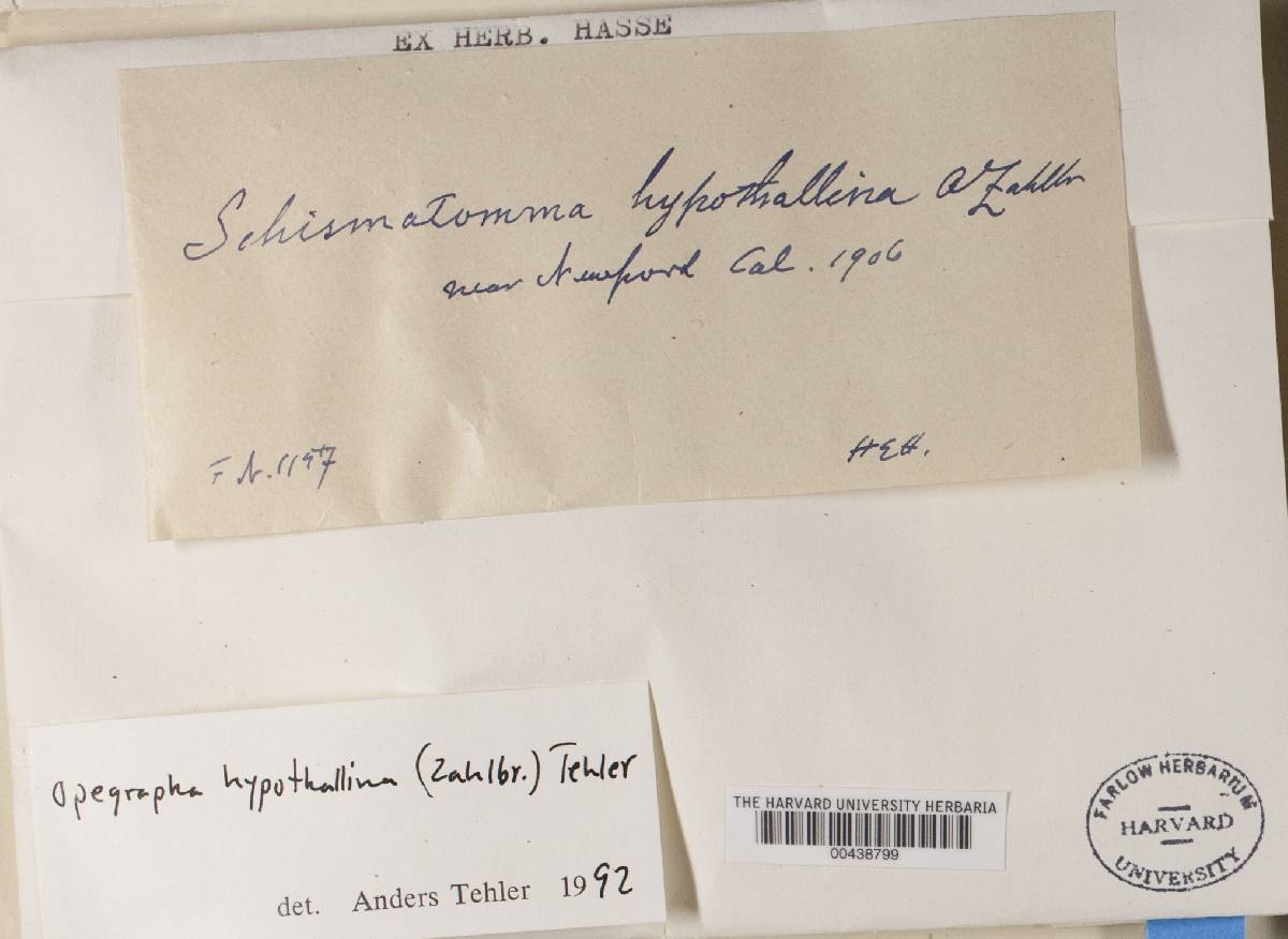 Lecanographa hypothallina image