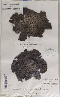 Image Associated With the Occurrence