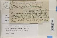 Lecanactis abietina image