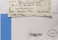 Lecania naegelii image