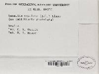 Lasallia papulosa image