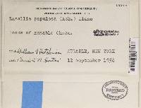 Lasallia papulosa image