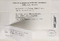 Lecanactis abietina image