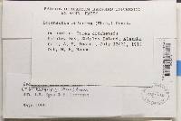 Lecanactis abietina image