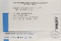 Lecania naegelii image