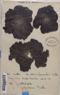 Image Associated With the Occurrence