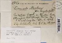 Lecanactis abietina image