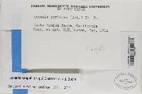 Lecania naegelii image