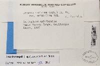 Lecania naegelii image