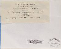 Lasallia papulosa image