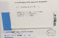 Lecania naegelii image