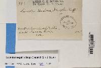 Lecania naegelii image