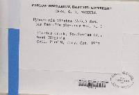 Hypogymnia vittata image