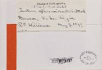 Lecania naegelii image