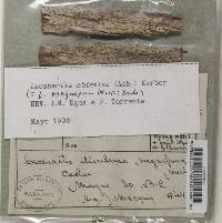 Lecanactis abietina image