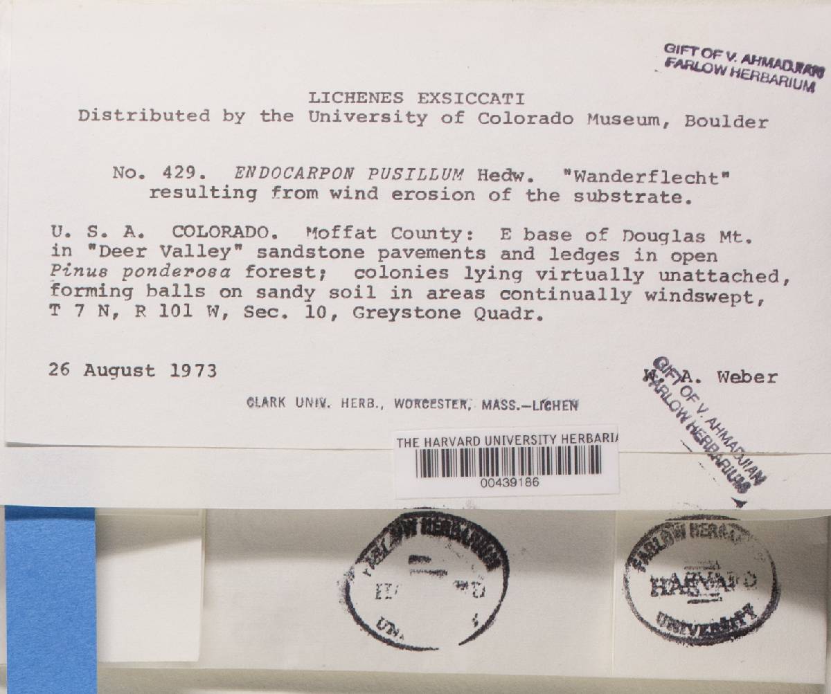 Endocarpon pusillum image