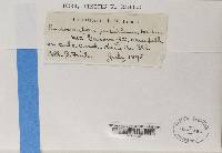 Endocarpon pusillum image