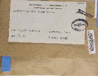 Endocarpon pusillum image