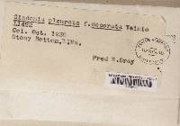 Cladonia pleurota image