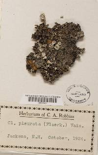 Cladonia pleurota image