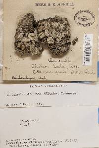 Cladonia pleurota image